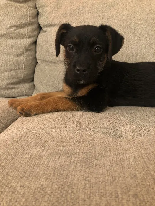 Grants Mill Animal Hospital Picture 6