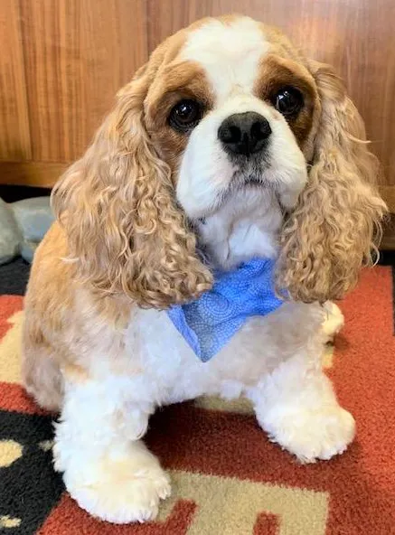 Pet Vet Express Picture 4