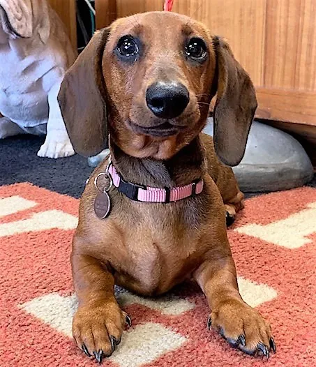 Pet Vet Express Picture 2