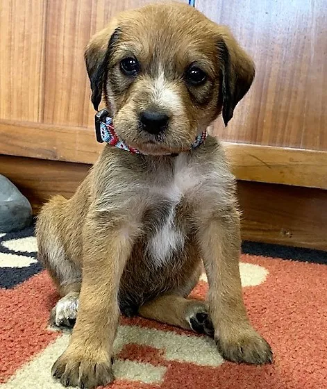 Pet Vet Express Picture 3