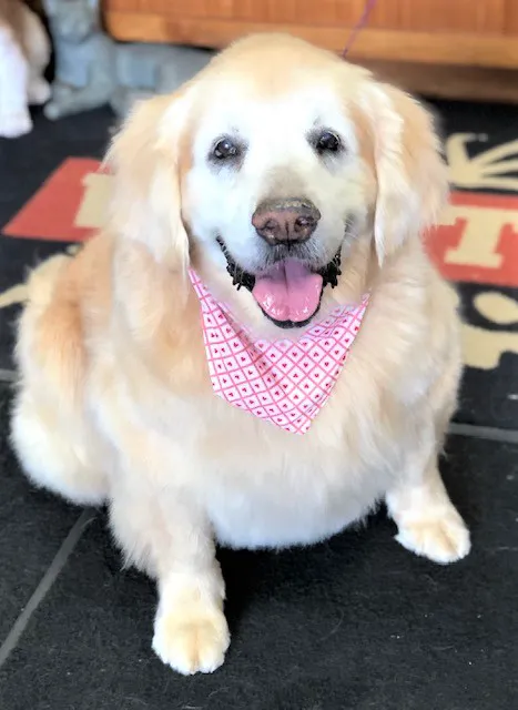 Pet Vet Express Picture 1