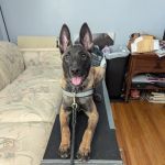 Crestline Pet Care PC