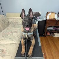 Crestline Pet Care PC ico