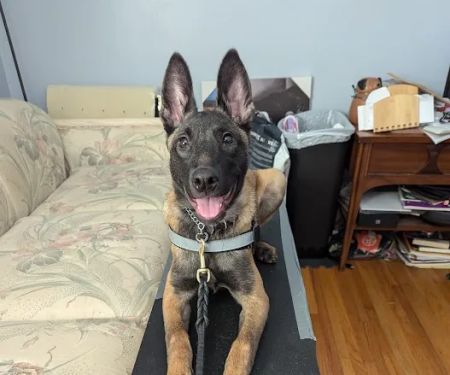 Crestline Pet Care PC