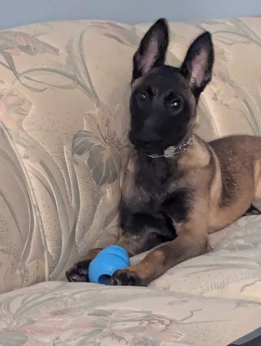 Crestline Pet Care PC Picture 2