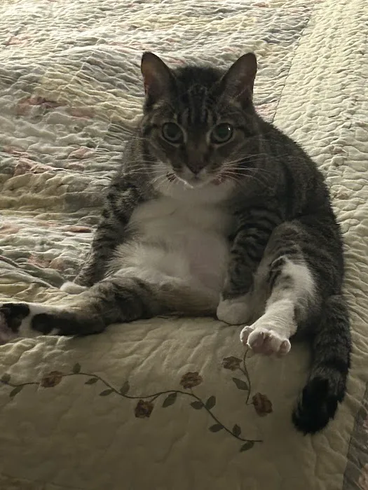 VCA Liberty Animal Hospital Picture 5