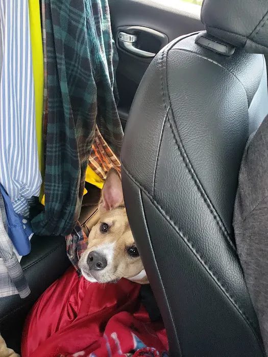 VCA Liberty Animal Hospital Picture 7