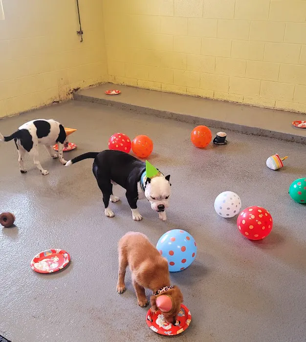 VCA Becker Animal Hospital Picture 2