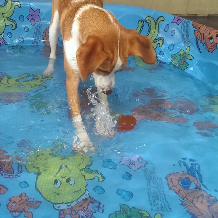 VCA Becker Animal Hospital Picture 1