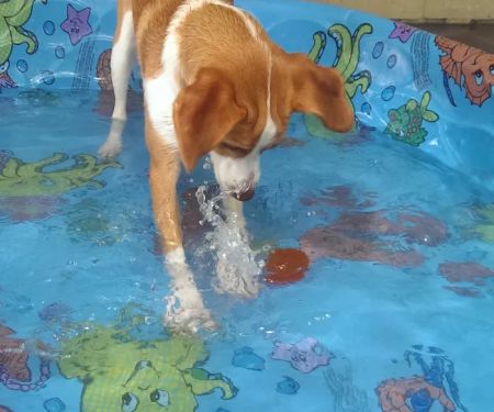 VCA Becker Animal Hospital