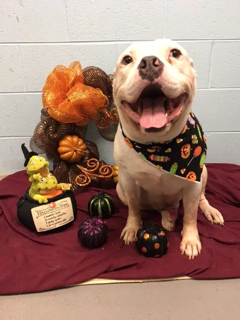 VCA Becker Animal Hospital Picture 4