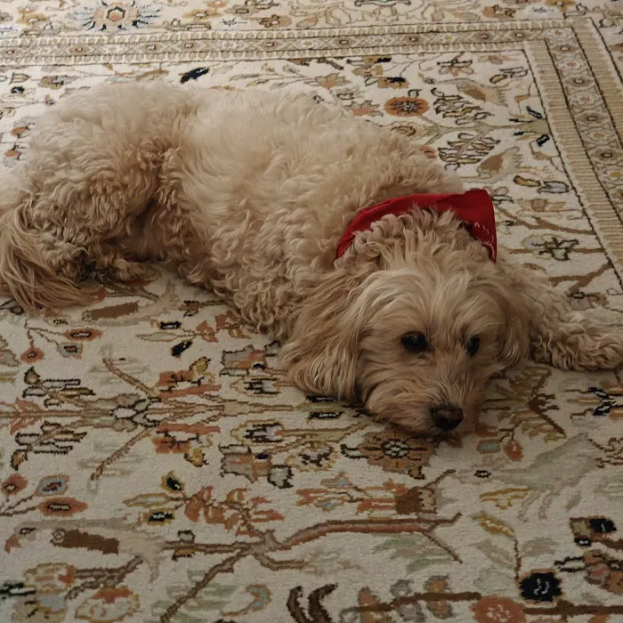 Standifer's Animal Clinic Picture 1