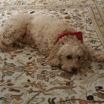 Standifer's Animal Clinic