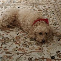 Standifer's Animal Clinic ico