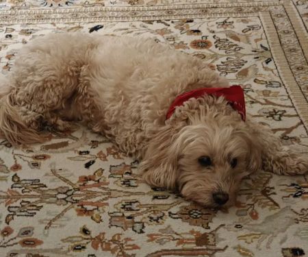 Standifer's Animal Clinic