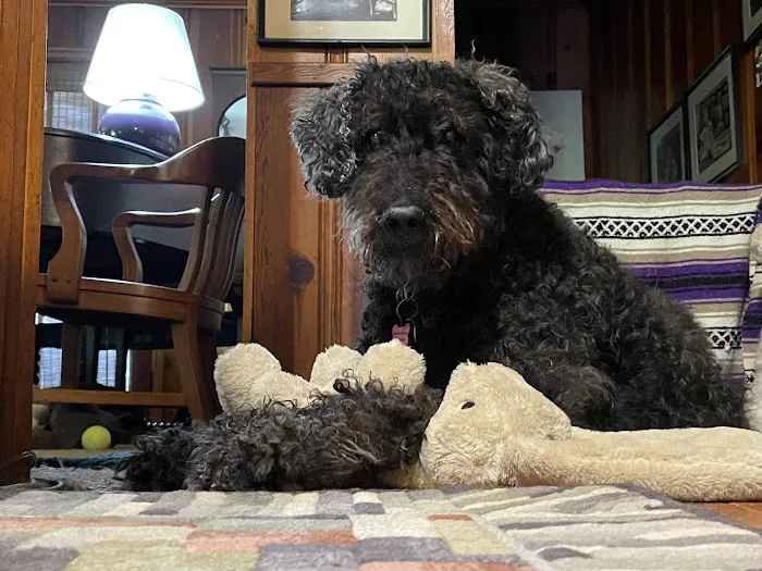 Standifer's Animal Clinic Picture 3