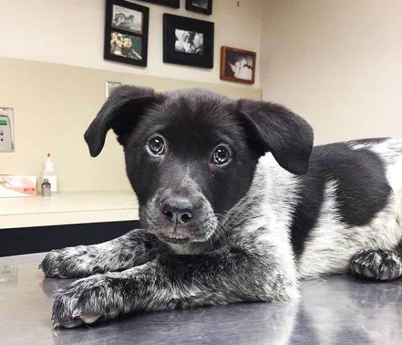 Standifer's Animal Clinic Picture 8