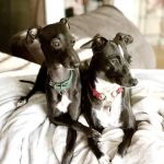 Nall Daniels Animal Hospital