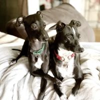 Nall Daniels Animal Hospital ico