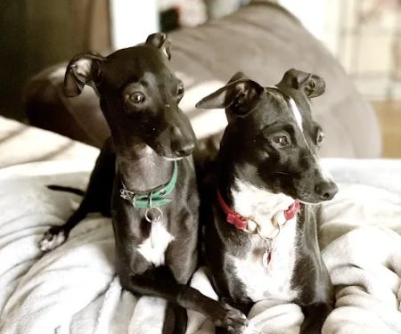 Nall Daniels Animal Hospital