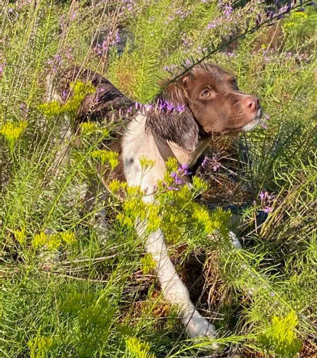 Nall Daniels Animal Hospital Picture 5