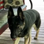 Farmstead Veterinary Medical Center