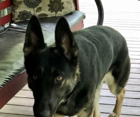 Farmstead Veterinary Medical Center