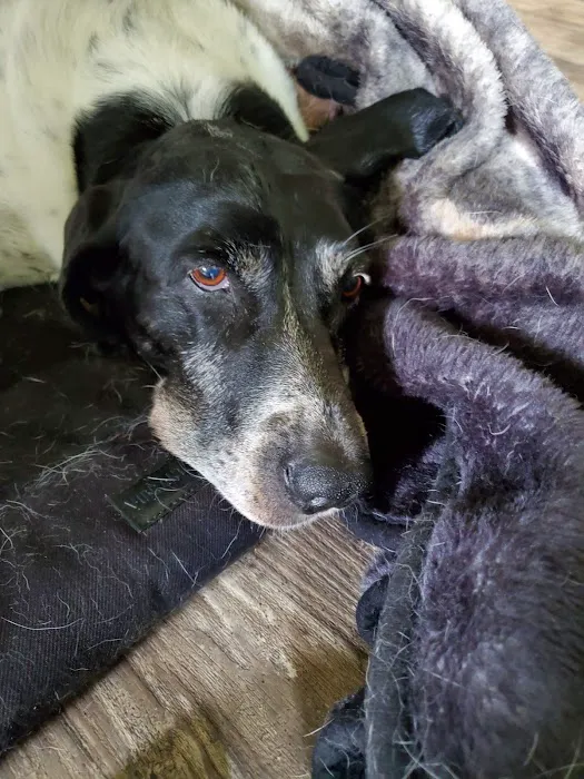 All Creatures Animal Clinic Jasper Picture 1