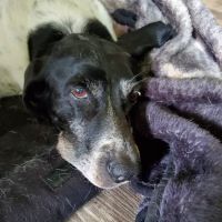 All Creatures Animal Clinic Jasper ico