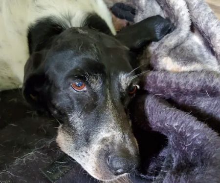 All Creatures Animal Clinic Jasper