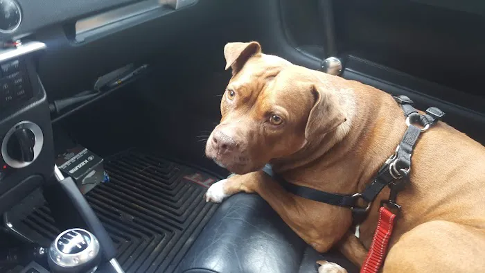 All Creatures Animal Clinic Jasper Picture 5