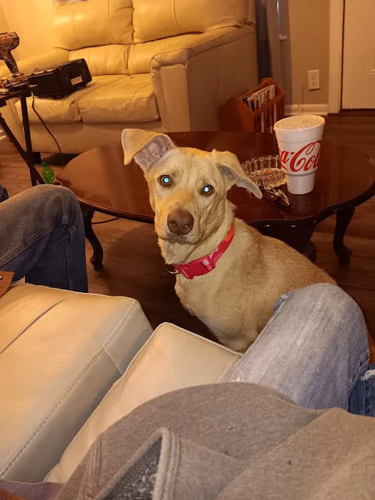 All Creatures Animal Clinic Jasper Picture 9