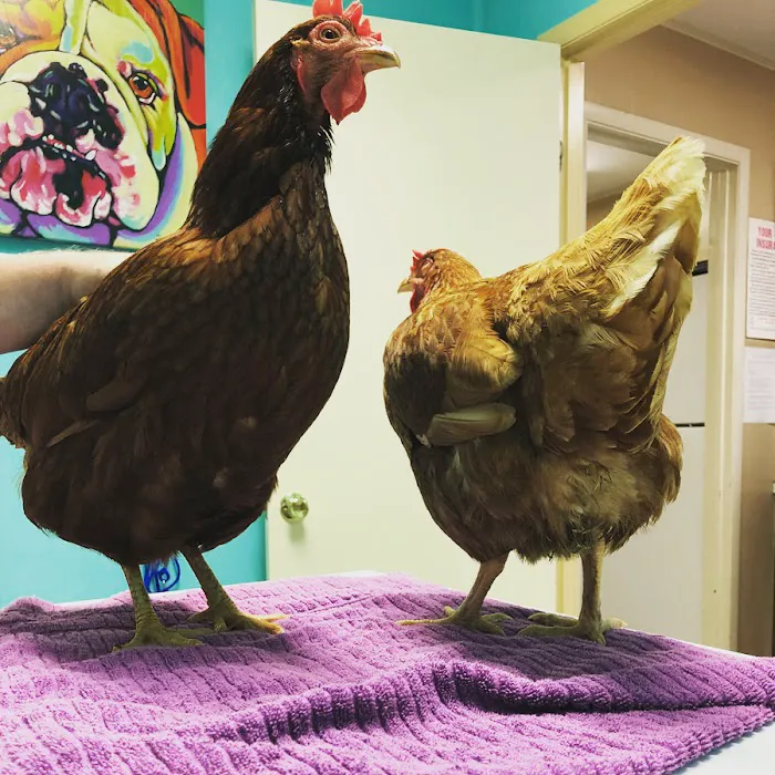 All Creatures Animal Clinic Jasper Picture 10