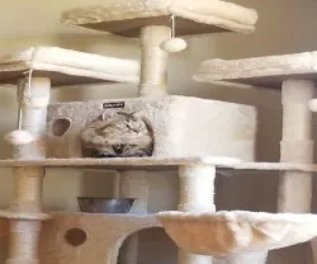 Oxmoor Animal Clinic