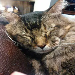 Oxmoor Animal Clinic Picture 3