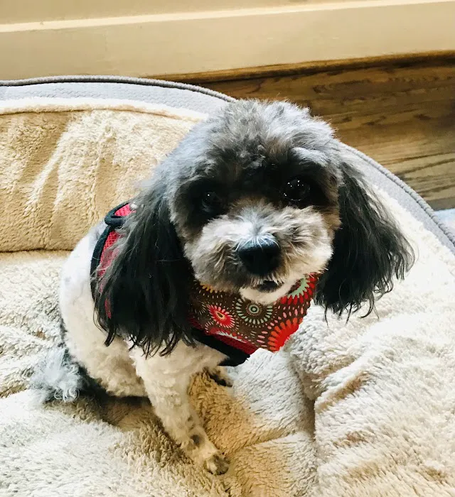 Oxmoor Animal Clinic Picture 8