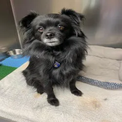 Oxmoor Animal Clinic Picture 4