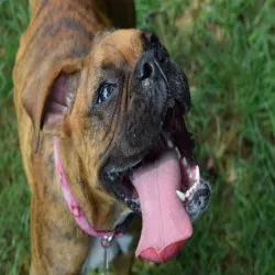 Oxmoor Animal Clinic Picture 6