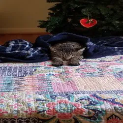 Oxmoor Animal Clinic Picture 5