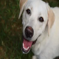 Oxmoor Animal Clinic Picture 10