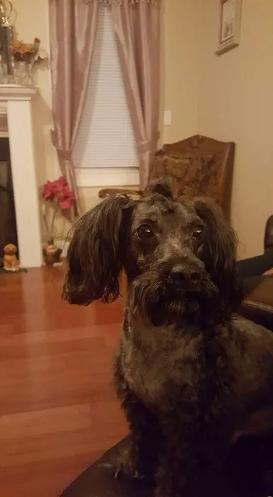 Alabama Veterinary Allergy and Dermatology Service Picture 2