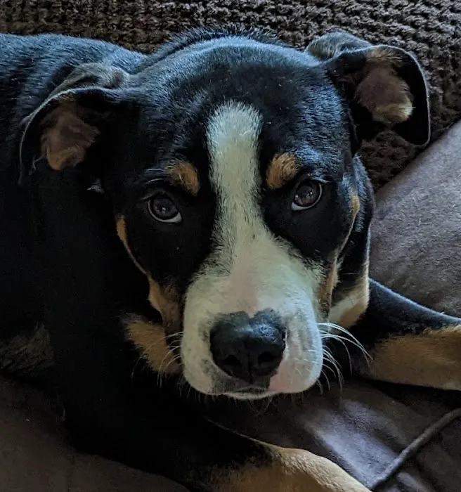 Homewood Animal Hospital Picture 1