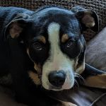 Homewood Animal Hospital