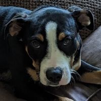 Homewood Animal Hospital ico