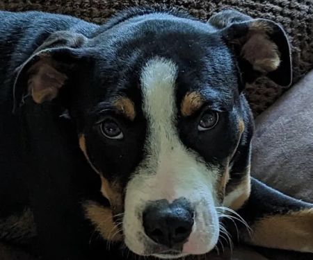 Homewood Animal Hospital