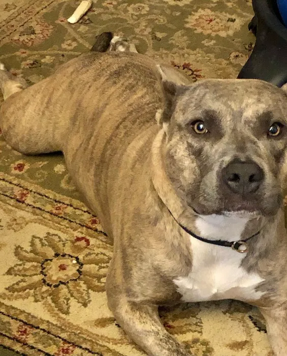 Homewood Animal Hospital Picture 2