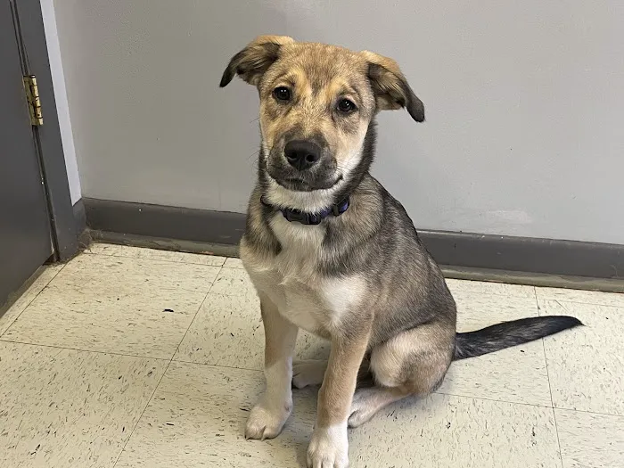 Homewood Animal Hospital Picture 3