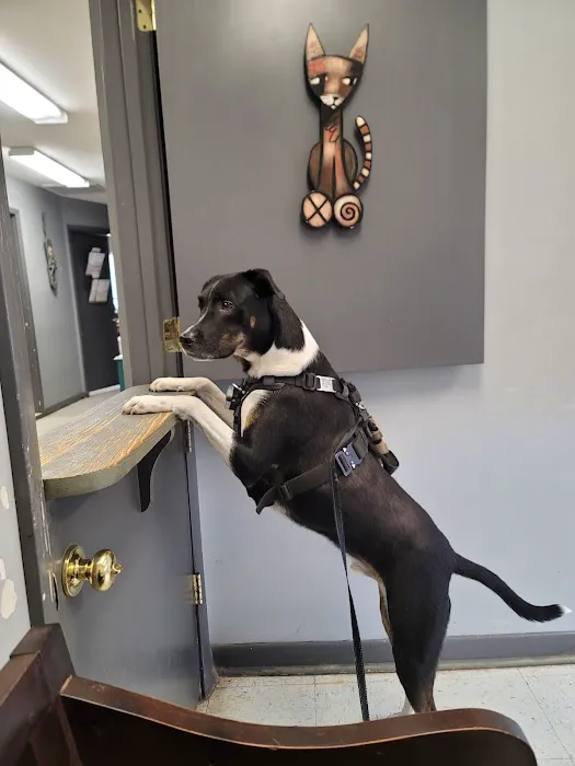 Homewood Animal Hospital Picture 6