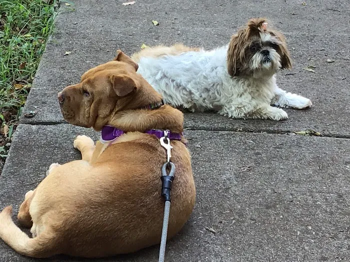 Homewood Animal Hospital Picture 5