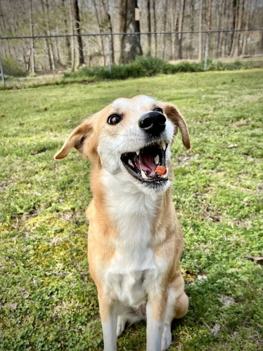 Homewood Animal Hospital Picture 8